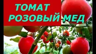 ТОМАТ РОЗОВЫЙ МЕД, КАКИМ ВЫРОС У МЕНЯ В ТЕПЛИЦЕ