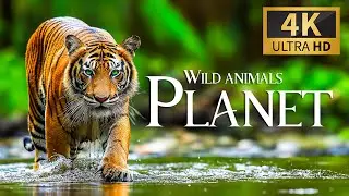 Wild Animals Planet 4K 🐾 Discovery Relaxation Wonderful Wildlife Movie with Relaxing Piano Music