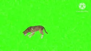 Green screen animation animal video 