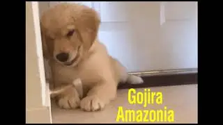 Gojira: Amazonia | 1 hour intro
