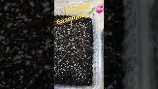 Базилик всходит за два дня 🌱🌱🌱 