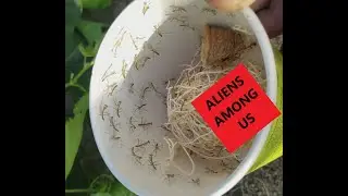 PRAYING MANTIS NATURAL PEST CONTROL