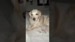 Un amore di puppy ❤️