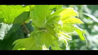 ‎@-earth.plants-animals  Corylus avellana,common hazel/hazelnut/cob,lajthia e rëndomtë(2)