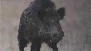 El jabalí (Sus scrofa)