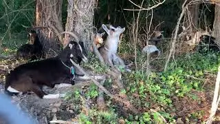 The Goats Relaxing after a Long Day of Eating Invasive Plants - Operation Goat Munch - Tue 5/21/2024