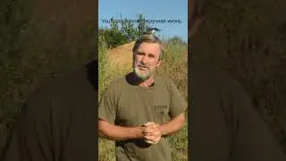 Аист с аппаратом #shorts