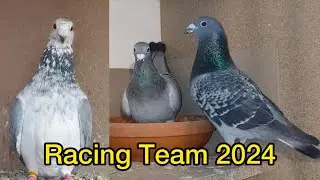Racing Pigeons 2023 | Kalapati | Racer pigeon