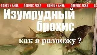Corydoras Brochis, Reproduction Brochis splendens, Nacimiento de, प्रजनन splendens Brochis,