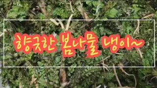 ❤️내 최애 봄나물 향긋한 냉이🌱대량으로 데쳐 소분해 냉동실 보관하기 #korean spring herbs 🇰🇷