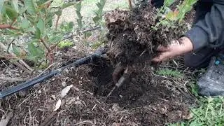 Размножение голубики отводками.