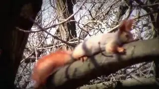 Белки в весеннем парке. Пушистые позитивчики