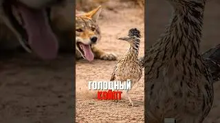 ЭТА ПТИЦА ГОДАМИ ИЗДЕВАЕТСЯ НАД КОЙОТОМ 😳