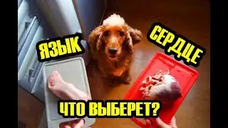 Сёма помогает готовить шаурму после прогулки в парке. Дегустация языка и сердца (свинина)