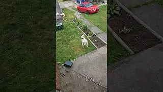#doglover #cutedog #dog  #marvelspiderman2  #ilovedogs  #dogsitting #shorts #labrador #brothersweb