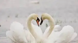 Что так сердце растревожено