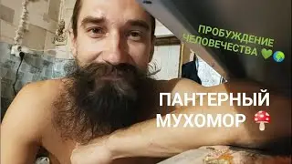Пантерный мухомор и духовное пробуждение человечества