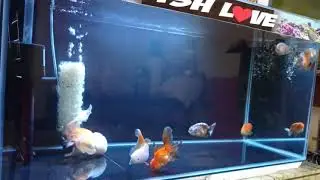 aquarium iwak buncit #shorts