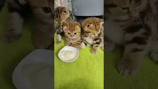 Пробуют йогурт😋😃👍