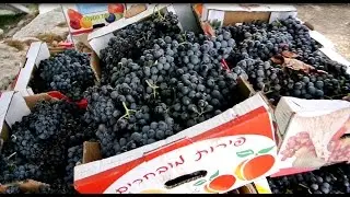 הכנת יין ביתי - מסע קניית ענבי מרלו וענבי קריניאן אצל אייל גולדינר במושב עמיקם