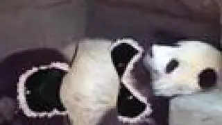 sexy panda bear