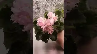 Первое цветение фиалки АВ-Теплое море 