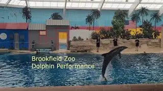 Brookfield Zoo Dolphin Performance