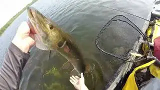 Musky EXPLODES on my TOPWATER BAIT!!!