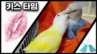 앵무새 키스타임