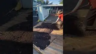 Как сушат кофе во Вьетнаме