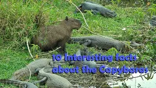 10 Interesting facts about the Capybara