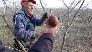 Adana Ceyhan İsalı Köyü 8 Yaş Nar Budaması (Pomegranade Prunning)