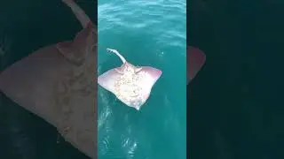 Реанимация прошла успешно. #fishing #море #fish #рыбалка #fishingvideo #рыба