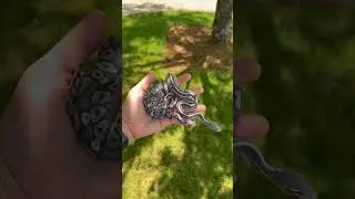 GREY Ball Pythons! Black Axanthic Hypo Combos! #animals #ballpython #reptiles #snake #morphs