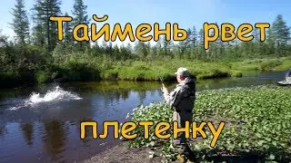 Огромный таймень рвет плетенку