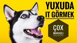 Yuxuda it gormek  - Yuxu yozmalar 