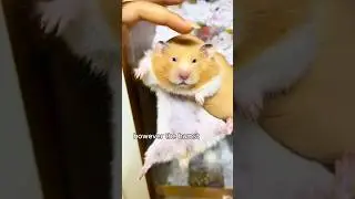 A hamster who loves digging 