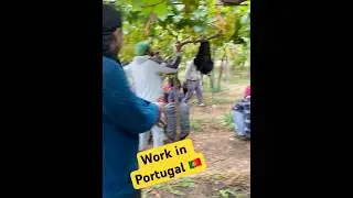 Work in Portugal 🇵🇹// Grapes Workpermit 2024 @sarwaraportugal
