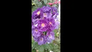 РОЗЫ. НАЧИНАЮЩИМ. УХОД ЗА МОЛОДЫМИ РОЗАМИ В ИЮЛЕ