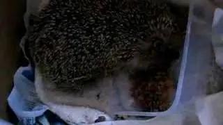 Hedgehog eating