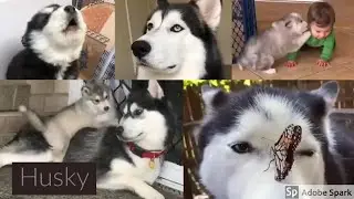 Husky Funny Compilation