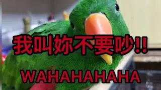 Eclectus parrot quarrel with me