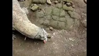 Комодский варан сожрал курицу