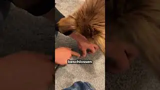 The dog found something 😳