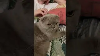 Кот украл мою жену