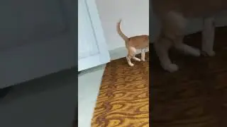 мушук ва сечкон жанги