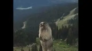 Slow Motion Screaming Marmot