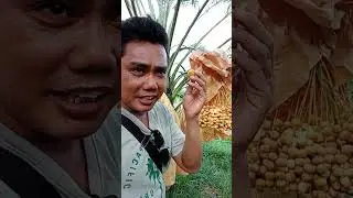 แค่กินฟรีคาสวน ก็อิ่มไปเป็นเดือน #ชีวิตในต่างแดน #ชีวิตต้องสู้ #เกษตรพอเพียง #ท่องเที่ยวสวยงาม