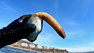 Морской гребешок, морские ежи и Гуйдак. Собираю и готовлю!