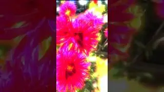 Осень.Георгин. Цветы на клумбе #георгины #цветынаклумбе